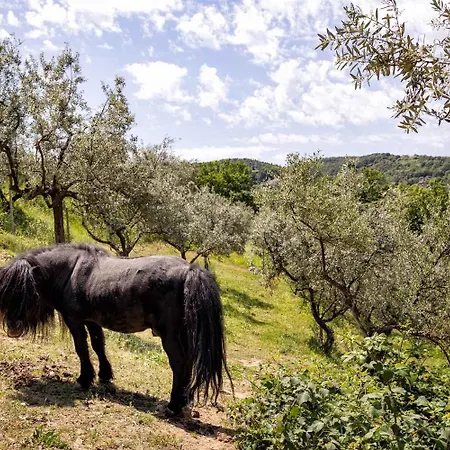 In Passaggio Di Bettona - Umbrien 43640